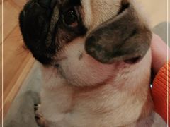 -喜柴咖啡·柴犬狗咖