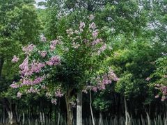 -艾溪湖湿地公园