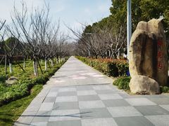 -高东镇樱花园