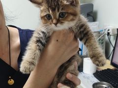 -格蕾宠物医院24H·猫科·肿瘤科·骨科中心(福州总院)