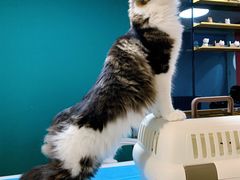 -猫大福·Fortune Cat猫舍(百子湾店)