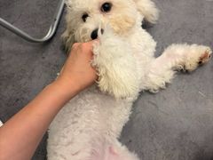 -有喵·猫咖·狗咖·30几只猫10只小狗(岗厦店)
