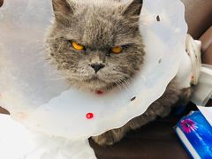 -宠爱国际动物医院· 猫科· 外科·中兽医(长白店)