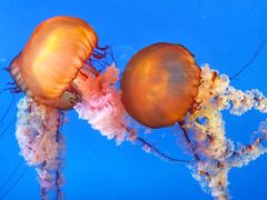 -太平洋海底世界