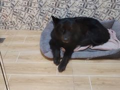 -宠物之家Pets Home 宠物寄养酒店