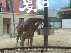 -灵玲国际马戏城