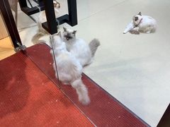 -藏猫猫咖啡主题馆(中央大道店)