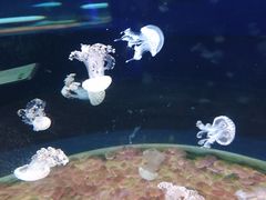 -欢乐海岸海洋奇梦馆
