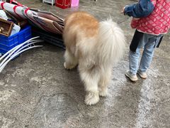 -喧闹·东方大气茶(鹅岭二厂店)