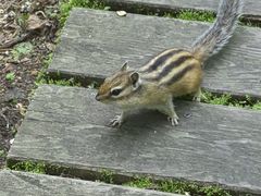 -五营红松林海景区