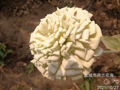 -荷兰花海