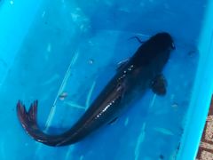 -古城苗家土菜馆(河景餐厅店)