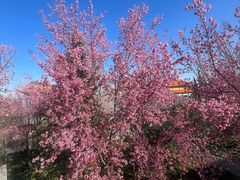 -崇圣寺三塔文化旅游区