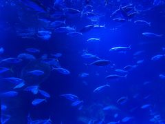 -太平洋海底世界