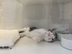 -小猫来了·猫舍(红山六九七九店)