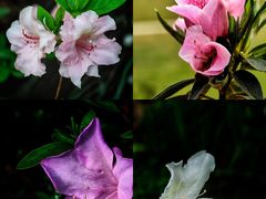 -上海植物园-4号门售票处