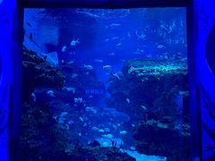 -海合安成都极地海洋公园
