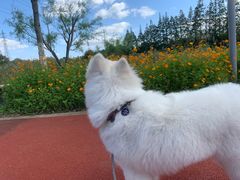 -翊宠yipet猫狗购宠庄园犬舍•猫舍