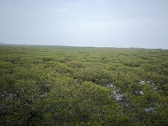 -北海金海湾红树林生态旅游区