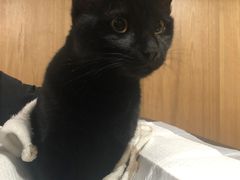 -艾贝尔宠物医院·24H转诊中心·肿瘤猫专科(江宁双龙店)
