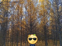 -塞罕坝国家级自然保护区