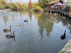 -溱湖国家湿地公园