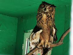 -西霞口神雕山野生动物世界