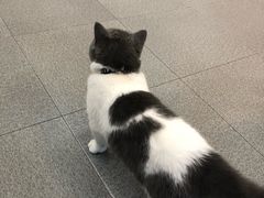 -爱妮康宠物医院·干细胞免疫细胞·肿瘤·心脏(张江店)