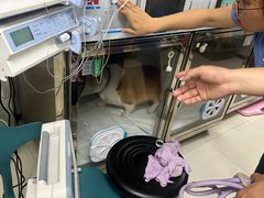-御宝贝24h宠物医院·转诊中心·CT核磁血透中心(厦门总院)