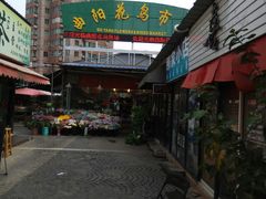 -曲阳花鸟市场(曲阳路店)