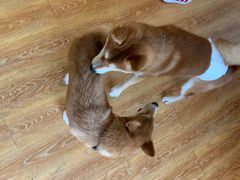 -柴犬高等学院·狗咖·柴犬售卖·宠物训练