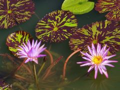 -国家植物园南园