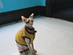 -猫色咖啡·猫咖