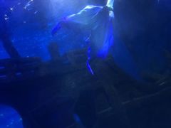 -江和美海洋公园