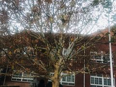 -北京市海淀外国语实验学校