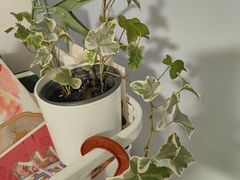 -龙大花卉苗木市场