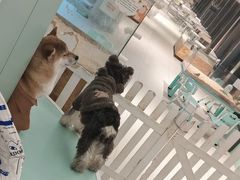 -怪兽屋·羊驼·猫咖·狗咖(俊华广场店)