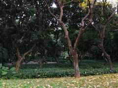 -黄埔荔枝公园