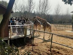 -合肥野生动物园