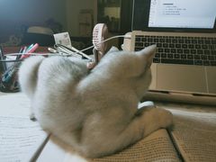 -百信宠物医院(东升街店)