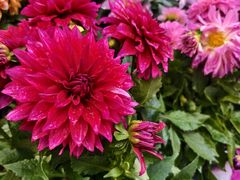 -桂林市花鸟市场