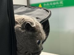 -半岛宠物医院24小时(科华中路店)