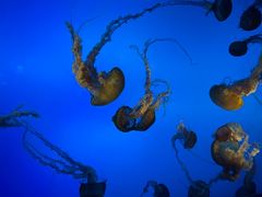 -太平洋海底世界