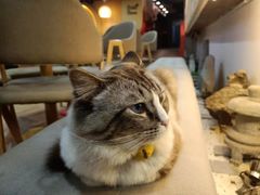 -白兔子密室(长寿路店)