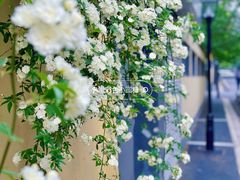 -颐和路民国时期公馆-风貌区