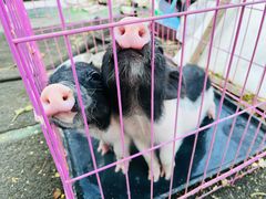 -安德鲁户外烧烤帐篷营地(马泉营店)