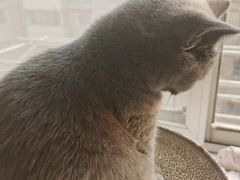 -艾贝尔宠物医院·24H转诊中心·肿瘤猫专科(江宁双龙店)
