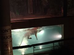 -清迈夜间动物园