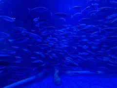 -太平洋海底世界