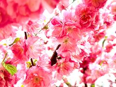 -海棠花溪(元大都城垣遗址公园)